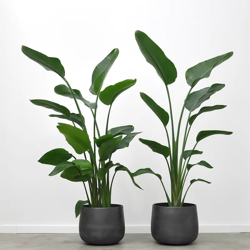 Strelitzia nicolai, 150 cm. · 1