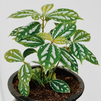 Pilea Cadierei · 1