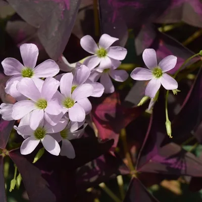Oxalis triangularis · 3