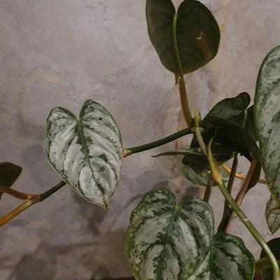 Philodendron brandtianum · 3