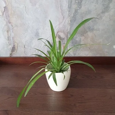 Chlorophytum Lemon · 2