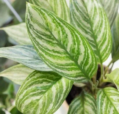 Aglaonema Silver Stripes · 3