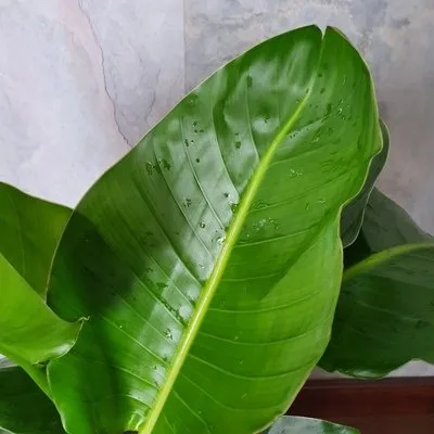 Strelitzia nicolai · 3