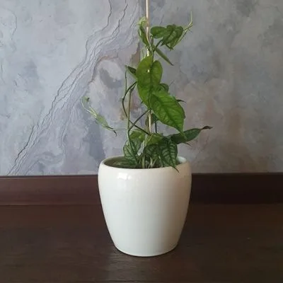 Monstera siltepecana · 3