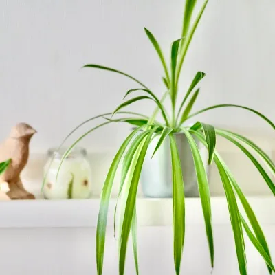 Chlorophytum Lemon · 1