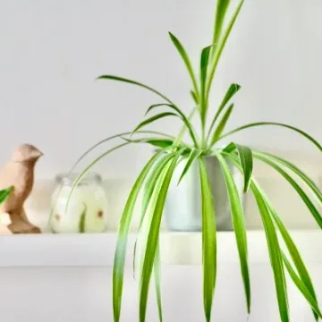 Chlorophytum Lemon