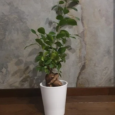 Ficus retusa (F. microcarpa) -BONSAI · 1
