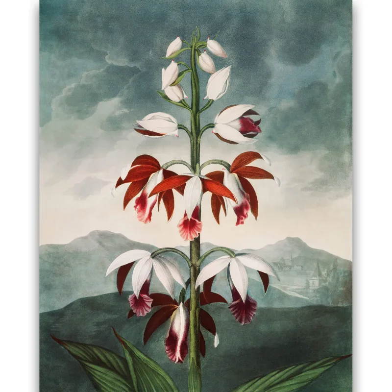 Reprodukcija „Kinijos orchidėja“, Robert John Thornton, (1808)