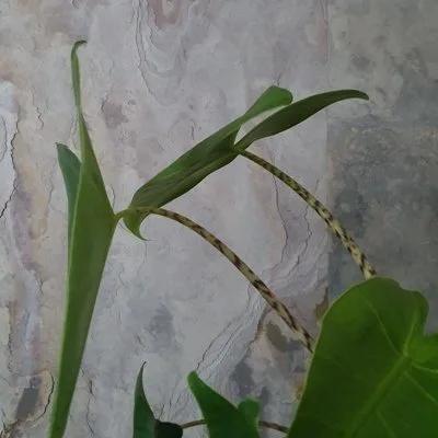 Alocasia zebrina · 3