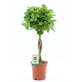 Vazoninis augalas Ficus Microcapra Moclame 21Ø 90cm 4pp