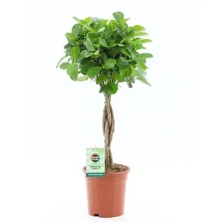 Vazoninis augalas Ficus Microcapra Moclame 21Ø 90cm 4pp