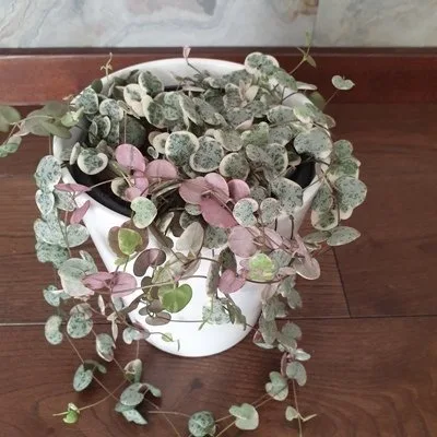 Ceropegia woodii VARIEGATA · 3