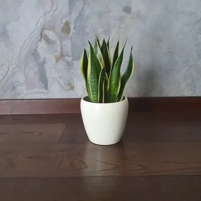 Sansevieria Canary · 2