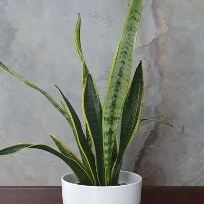 Sansewieria Laurentii · 1