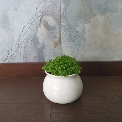 Selaginella Apoda · 1
