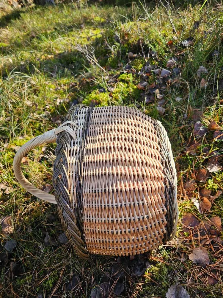 Sekli pintinė grybavimui