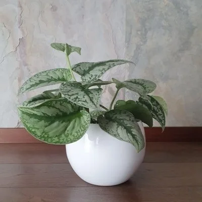 Scindapsus pictus Trebie · 3