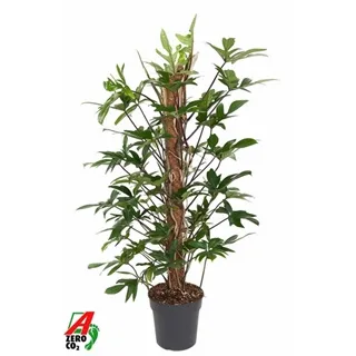 Vazoninis augalas Philodendron pedatum 21Ø 110cm