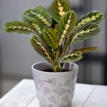 Maranta leuconeura Fascinator Tricolor