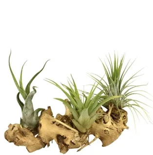 Augalas „Tillandsia“ — 12Ø 12cm 25cm