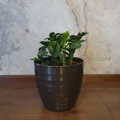 Zamioculcas zamiifolia Zenzi · 1