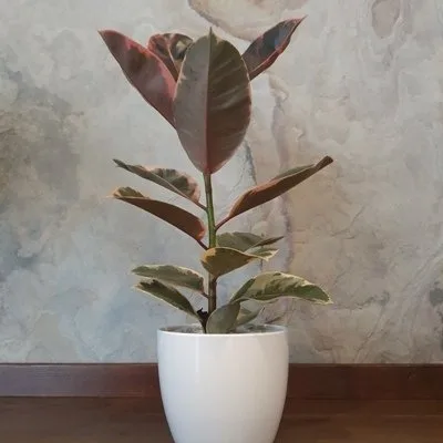 Ficus elastica Belize · 2