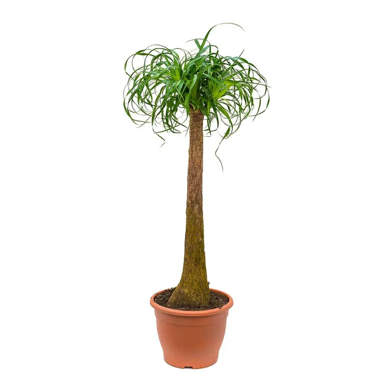 DIDELĖ NOLINA (BEAUCARNEA) — 210cm.