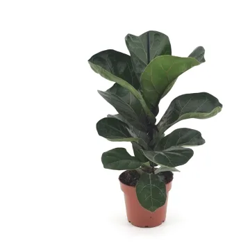 Vazoninis augalas Lyralapis fikusas (Ficus lyrata Bambino), 12Ø 45cm 1pp