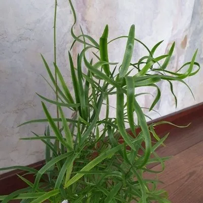 Asparagus Falcatus · 3