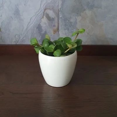 Peperomia tetraphylla Hope · 2