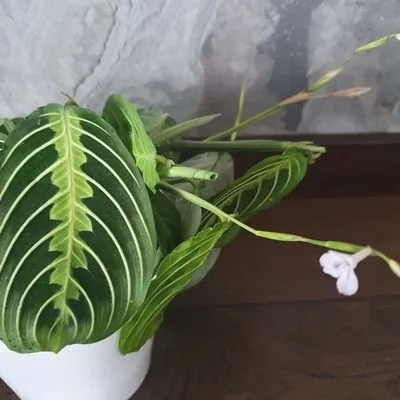 Maranta Lemon Lime · 2