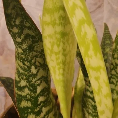 Sansevieria aubrytiana Dragon · 3