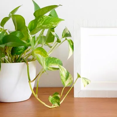 Epipremnum aureum · 2