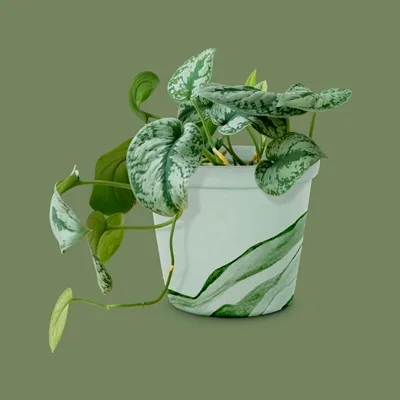 Scindapsus pictus Trebie · 2
