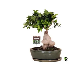 Vazoninis augalas FIKUSAS GINSENG 30Ø 40cm 1pp