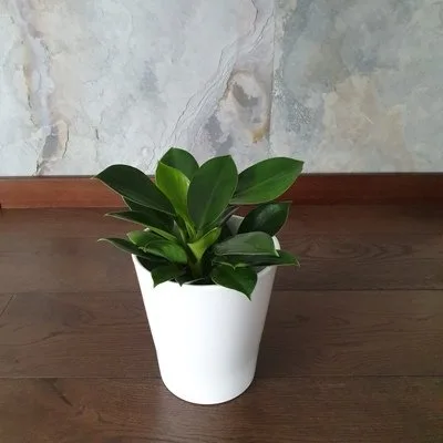 Philodendron Green Princess · 2