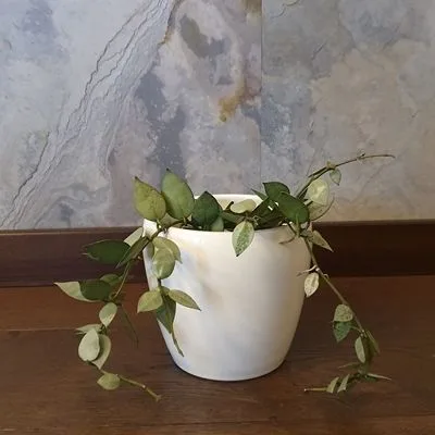 Hoya krohniana Eskimo · 2