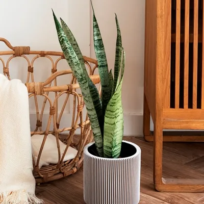 Sansevieria zeylanica · 1