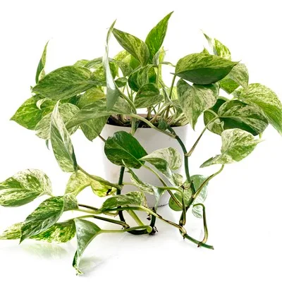 Epipremnum aureum · 3