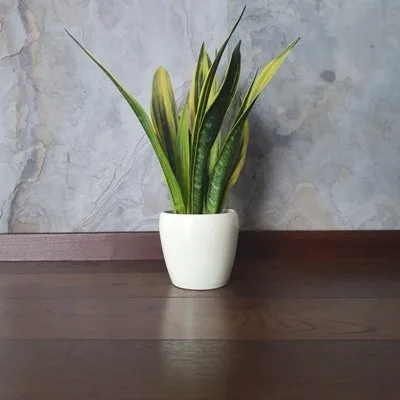 Sansevieria trifasciata Golden Flame · 2