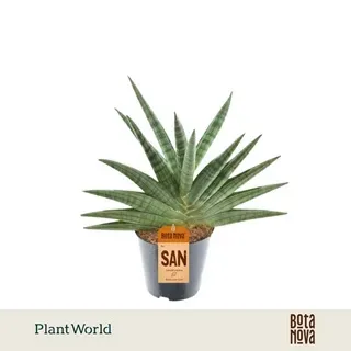 Vazoninis augalas Sansevieria Helios turned — 14Ø 50cm