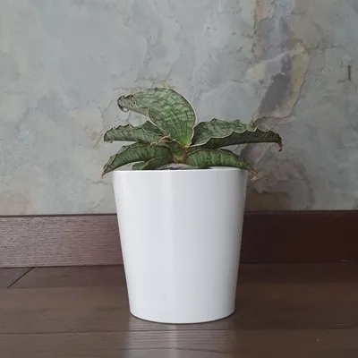 Sansewieria kirkii Silver Blue · 2